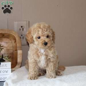 Alex, Bich-Poo Puppy